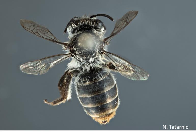 Hesperocolletes douglasi, Foto: Nik Tatarnic/Western Australian Museum